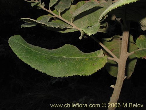 Imágen de Senecio cymosus (Palplalén / Para ná). Haga un clic para aumentar parte de imágen.